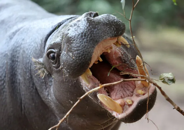 A pygmy hippopotamus named Ayoka chews on a branch at the zoo in Duisburg, Germany, 20 February 2015. Pygmy hippopotamus are the smaller “cousins” of the common hippopotamus, weighing around 250 kilogrammes in average. (Photo by Roland Weihrauch/EPA)