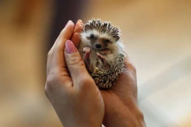 A woman holds a hedgehog at the Harry hedgehog cafe in Tokyo, Japan, April 5, 2016. In a new animal-themed cafe, 20 to 30 hedgehogs of different breeds scrabble and snooze in glass tanks in Tokyo's Roppongi entertainment district. Customers have been queuing to play with the prickly mammals, which have long been sold in Japan as pets. The cafe's name Harry alludes to the Japanese word for hedgehog, harinezumi. (Photo by Thomas Peter/Reuters)