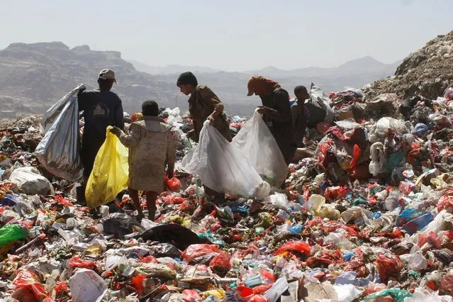 People collect recyclable items from piles of rubbish at a landfill site on the outskirts of Sanaa, Yemen November 16, 2016. (Photo by Mohamed al-Sayaghi/Reuters)