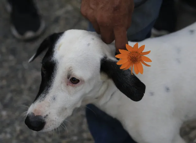 A migrant from Bolivia tries to put a flower on his dog “Nena”, who he has been traveling with for almost two months since meeting her in Nicaragua, as a caravan of thousands of Central Americans waits on the highway after Mexican police blocked the road, outside the town of Arriaga, Mexico, Saturday, October 27, 2018. Hundreds of Mexican federal officers carrying plastic shields briefly blocked the caravan of Central American migrants from continuing toward the United States, after several thousand of the migrants turned down the chance to apply for refugee status and obtain a Mexican offer of benefits. (Photo by Rebecca Blackwell/AP Photo)