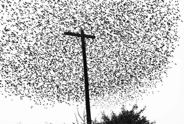 Pájaros en el poste, carretera a Guanajuato (Birds on the post, highway to Guanajuato). Mexico, 1990, by Graciela Iturbide. “I was in my car on the highway to Guanajuato, and suddenly I saw this flock of birds. I love birds, for me they represent freedom”. (Photo by Graciela Iturbe/Courtesy Aperture