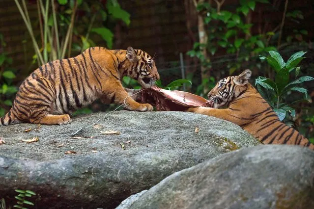A pair of endangered Malayan tiger cubs is seen in their exhibit at Wildlife Reserves Singapore's Night Safari in Singapore on June 8, 2021. (Photo by Roslan Rahman/AFP Photo)