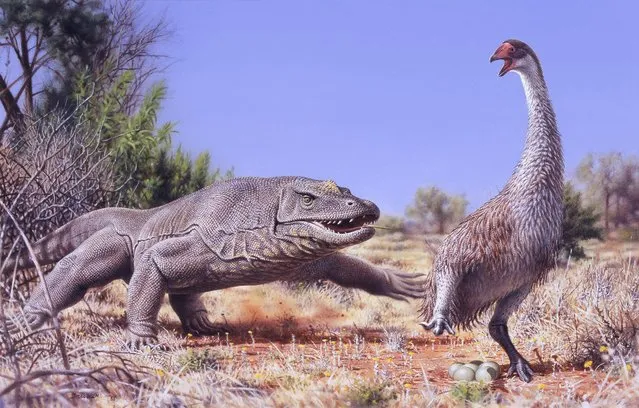 A giant flightless bird known as Genyornis newtoni (R) is surprised on her nest by a 1 ton, predatory lizard named Megalania prisca in Australia roughly 50,000 thousand years ago, in this illustration courtesy of Peter Trusler, Monash University, Melbourne, Australia. Scientists said on 29 January, 2016 that burn patterns detected on Genyornis eggshell fragments indicate that the humans who first arrived to prehistoric Australia roughly 50,000 years ago gathered and cooked the big bird's eggs, playing havoc with its reproductive success and possibly contributing to its extinction. (Illustration courtesy of Peter Trusler, Monash University/Reuters)