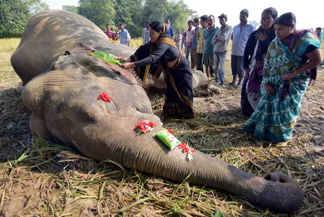 A woman prays as she touches the carcass of a male elephant, who according to forest officials was electrocuted in a paddy field, at Gendhali Bebejia village in Nagaon district in the northeastern state of Assam, India on November 20, 2018. (Photo by Anuwar Hazarika/Reuters)