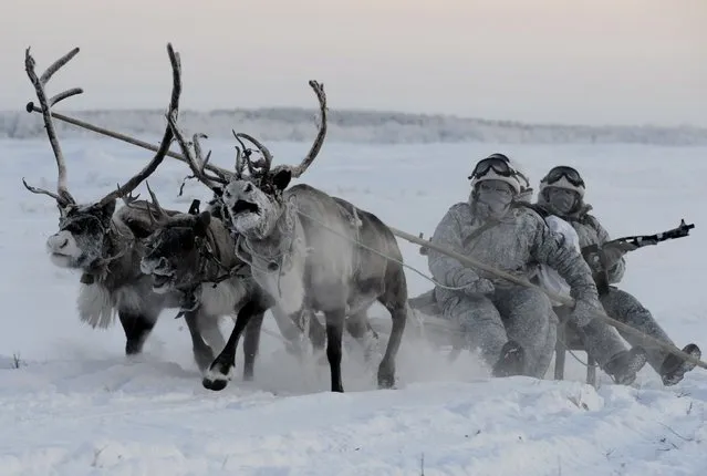 Reconnaissance unit members of the Northern Fleet's Arctic mechanized infantry brigade conduct military exercises to learn how to ride a reindeer sled at the reindeer farm near the Lovozero settlement, Russia. (Photo by Lev Fedoseyev/TASS via Getty Images)