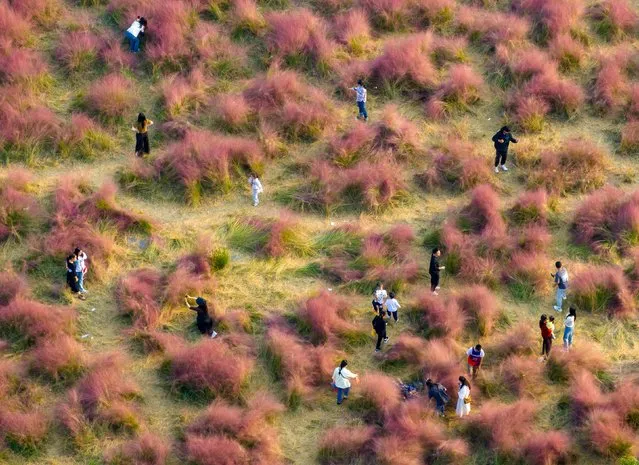 Tourists play in pink grass in the Baima Lake eco-tourism area in Huai'an City, East China's Jiangsu Province on October 15, 2023. (Photo by CFOTO/Future Publishing via Getty Images)