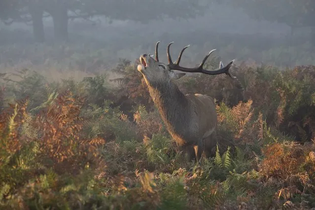 “Deer Calling”. This was taken early morning whilst at Richmond Park in Late October. Photo location: Richmond Park, London. (Photo and caption by Prashant Meswani/National Geographic Photo Contest)
