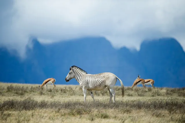 Rau quagga walk on Elandsfontein farm, in the Riebeeck Valley, on February 3, 2016, near Wellington, about 90 km from Cape Town. In a spectacular valley less than two hours' drive north of Cape Town, a small herd of animals provides the chance to travel back in time over more than a century. (Photo by Rodger Bosch/AFP Photo)