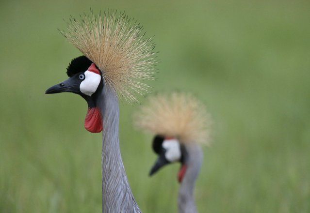 Grey Crowned Cranes are seen in Amboseli National park, Kenya, February 11, 2016. (Photo by Goran Tomasevic/Reuters)