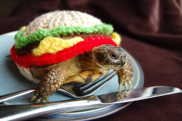 Tortoise Art by Katie Bradley: a tortoise lover has created new shell suits for her pets. (Photo by Solent News & Photo Agency)