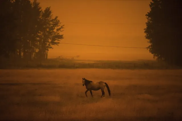 Thick smoke from wildfires burning in the region fills the air and blocks out the sun as a horse stands in a field on a ranch just before 6 p.m, in Vanderhoof, British Columbia, on Wednesday, August 22, 2018. According to Environment Canada sunset in the town on Wednesday was to be at 8:30 p.m. (Photo by Darryl Dyck/The Canadian Press via AP Photo)