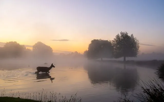 A deer runs through the lake at dawn in Bushy Park, London, England on June 14, 2020. (Photo by Cover Images)