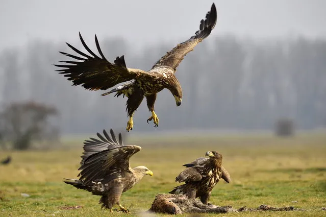 White-tailed eagles (Haliaeetus albicilla) gather around some prey in the Hortobagy National Park near Hortobagy, Hungary, 13 January 2023. The Hungarian Ornithological and Nature Conservation Society (MME) in cooperation with the national park directorates and other civil organizations, organized the “National Eagle Synchronization”, the annual count of birds of prey wintering in Hungary, for the 20th time between 13 and 15 January. (Photo by Attila Kovacs/EPA/EFE)