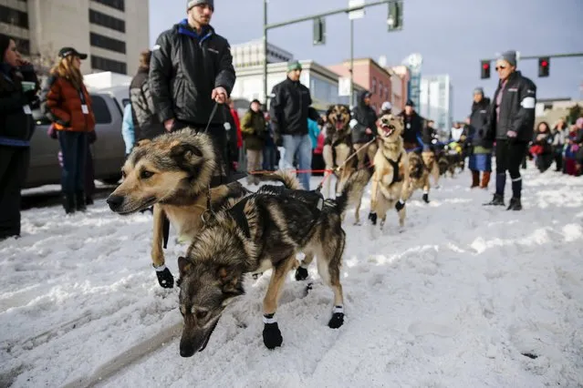 Dogs wait near the ceremonial start of the Iditarod Trail Sled Dog Race to begin their 1,000-mile (1,600-km) journey through Alaska’s frigid wilderness in downtown Anchorage, Alaska March 5, 2016. (Photo by Nathaniel Wilder/Reuters)