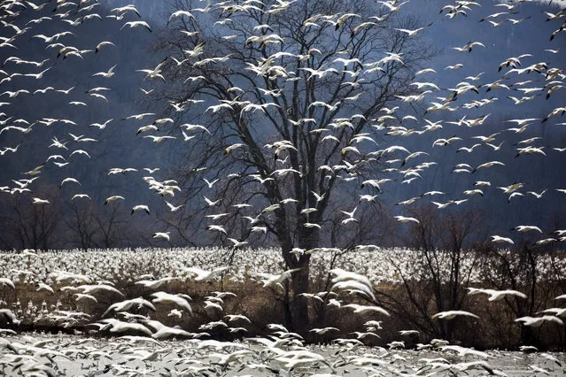 A flock of snow geese, which Middle Creek Land Manager Jim Binder estimated to be around 50,000 strong, takes off from the Middle Creek Reservoir near Kleinfeltersville, PA, USA, 08 March 2016. The snow geese stop at the reservoir to feed on marsh grass before continuing their migration north to their breeding grounds in the Canadian Arctic. (Photo by Jim Lo Scalzo/EPA)