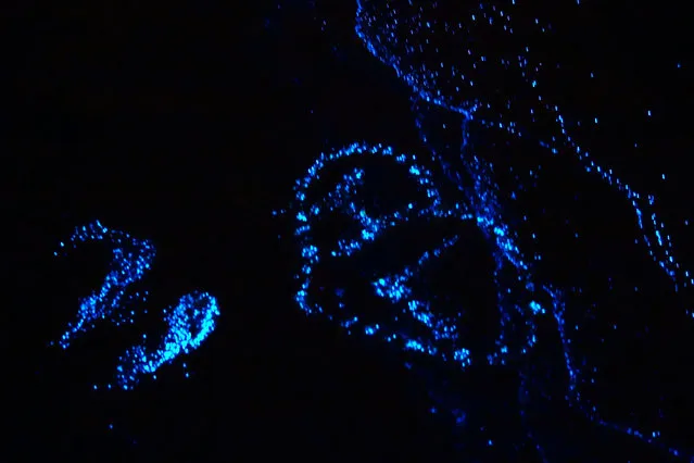 Bioluminescent phytoplankton washes up on Maldives beach. (Photo by Will Ho)