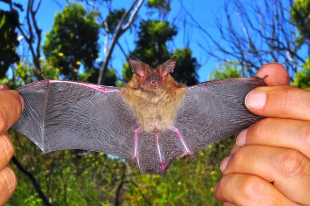 An Australian native animal known as a Ghost bat can be seen in this handout picture taken July 19, 2010. (Photo by Mark Cowan/Reuters/Department of Parks and Wildlife Western Australia)