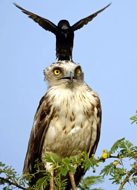 A crow lands on the eagles head much to the eagles displeasure. (Photo by Greaves B. Henriksen/Caters News Agency)
