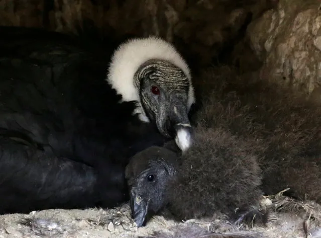 A Condor chick, born in captivity, is seen with its mother at the Vesty Pakos Zoo in La Paz, Bolivia, February 6, 2017. (Photo by David Mercado/Reuters)