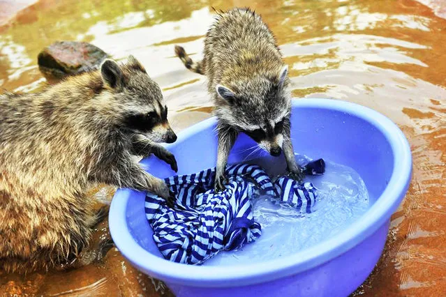 Raccoons washing clothes in a zoo on May 5, 2015. Keepers at this zoo who decided to put to the test a claim that raccoons like washing clothes found it to be 100 per cent true. As soon as the clothing and the bowl of water was placed in the cage, the raccoons grabbed it and started washing away to the delight of zoo visitors. (Photo by Europics)