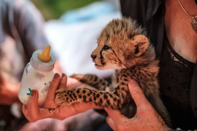 Laurie Marker (not seen), founder and executive director of the Cheetah Conservation Fund, feeds a baby cheetah with a milk bottle in one of the facilities of the organisation in the city of Hargeisa, Somaliland, on September 17, 2021. Every year an estimated 300 cheetah cubs are trafficked through Somaliland to wealthy buyers in the Middle East seeking exotic pets Snatched from their mothers, shipped out of Africa to war-torn Yemen and onward to the Gulf, a cub that survives the ordeal can fetch up to $15,000 on the blackmarket It is a busy trade, one less familiar than criminal markets for elephant ivory or rhino horn, but no less devastating for Africa's most endangered big cat. (Photo by Eduardo Soteras/AFP Photo)