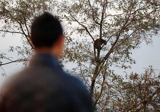 A man looks at a wild leopard taking refuge in a treetop after it was found wandering at Gothatar in Kathmandu, Nepal February 21, 2017. (Photo by Navesh Chitrakar/Reuters)