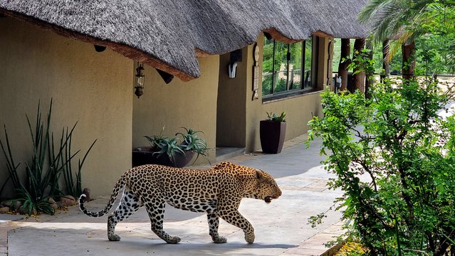 A male leopard saunters through Inyati Game Lodge in the Sabi Sands nature reserve on November 28, 2021 in Mpumalanga, South Africa. The South African government says the country, which just recently re-opened to international tourism, is bearing the brunt of publicly announcing the new COVID-19 Omicron variant, as other countries placed it on the red list. (Photo by David Silverman/Getty Images)