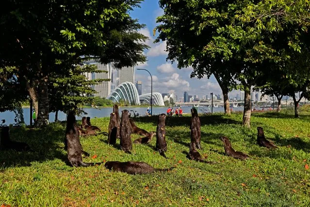 A bevy of smooth coated otters lookout to the city skyline at the Gardens by the Bay on August 8, 2021 in Singapore. Wild otters are making a comeback to the urban city state with the increasing numbers of the sea animals sparking concerns about overpopulation. (Photo by Suhaimi Abdullah/NurPhoto via Getty Images)