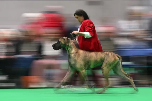 A Great Dane is judged in the Working and Pastoral class on the third day of the Crufts dog show at the National Exhibition Centre in Birmingham, central England, on March 9, 2024. (Photo by Oli Scarff/AFP Photo)