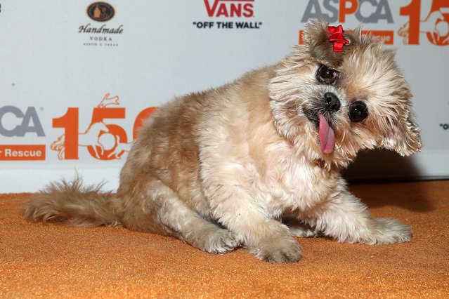 Marnie the Dog attends the “Second Chance Dogs” Screening In Honor Of ASPCA's 150th Anniversary at The House of Vans on April 10, 2016 in the Brooklyn borough of New York City. (Photo by Jemal Countess/Getty Images)