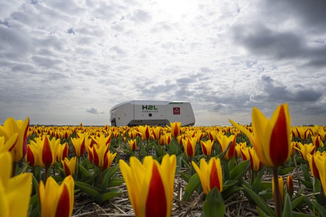 Theo the robot works weekdays, weekends and nights and never complains about a sore spine despite performing hour upon hour of what for a regular farmworker would be backbreaking work checking Dutch tulip fields for sick flowers in Noordwijkerhout, Netherlands, Tuesday, March 19, 2024. The boxy robot, named after a former employee at the WAM Pennings flower farm near the Dutch North Sea coast, is a new high-tech weapon in the battle to root out disease from the bulb fields as they erupt into a riot of springtime color. (Photo by Peter Dejong/AP Photo)
