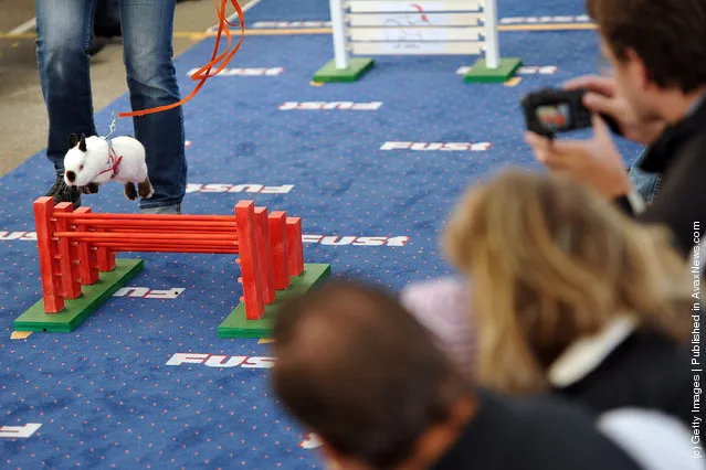 A rabbit jumps over a hurdle at an obstacle course during the first European rabbit hopping championships