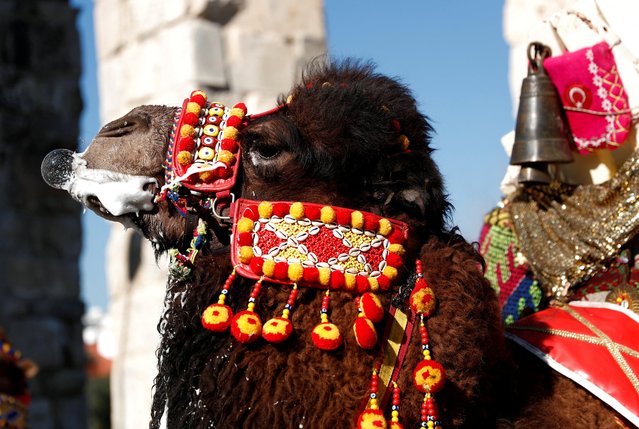 A wrestling camel adorned with colourful ornaments takes part in the Camel Beauty Contest ahead of the annual 40th Efes Selcuk Camel Wrestling Festival, in the Aegean town of Selcuk, near Izmir, Turkey on January 15, 2022. (Photo by Murad Sezer/Reuters)