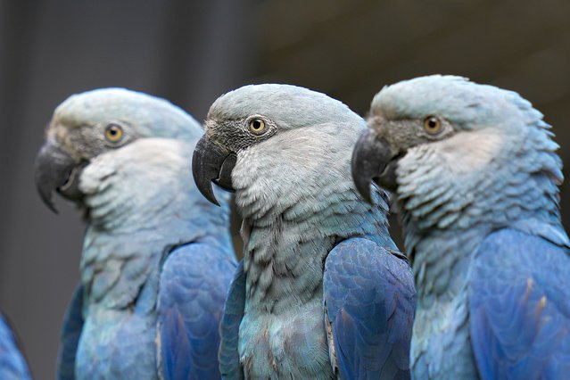 Spix's Macaws perch inside a cage at the Sao Paulo Zoo in Brazil, Friday, May 3, 2024. After being absent from the wild for almost two decades, about 20 of the endangered birds were reintroduced in northern Bahia state in 2022. (Photo by Andre Penner/AP Photo)