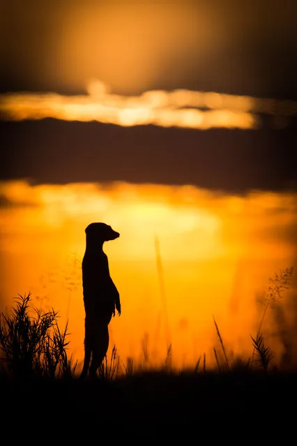 A Meerkat at sunset on January 2014 in Makgadikgadi, Botswana. These adorable Meerkats used a photographer as a look out post before trying their hand at taking pictures. The beautiful images were caught by wildlife photographer Will Burrard-Lucas after he spent six days with the quirky new families in the Makgadikgadi region of Botswana. Will has photographed Meerkats in the past and was delighted when he realised he would be shooting new arrivals. (Photo by Will Burrard-Lucas/Barcroft Media)