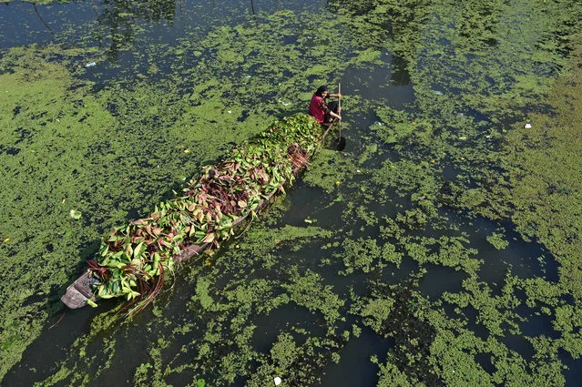 A woman makes her way on a shikara boat as she carries lotus roots for cattle feed on Dal Lake in Srinagar on September 19, 2019. (Photo by Tauseef Mustafa/AFP Photo)