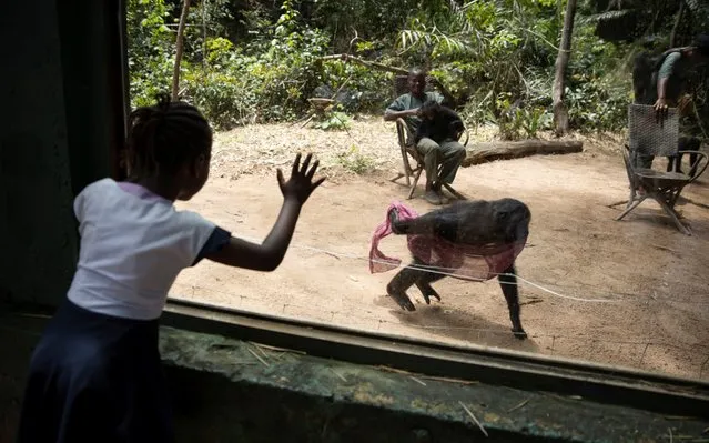 A schoolgirl observes baby bonobos which were rescued from poachers in Lola ya Bonobo sanctuary in Kinshasa, Democratic Republic of the Congo, November 9, 2018. Many animals, including bonobo apes and pangolins, are protected by international law, but a lack of government oversight means these endangered species are regularly killed. (Photo by Thomas Nicolon/Reuters)