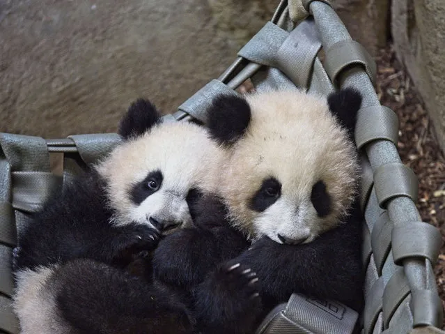 Twin panda cubs Yuandudu (L) and Huanlili (R), born on August 1, 2021, are pictured in their internal enclosure on March 14, 2022 at Beauval's zoological park in Saint-Aignan, central France. (Photo by Guillaume Souvant/AFP Photo)