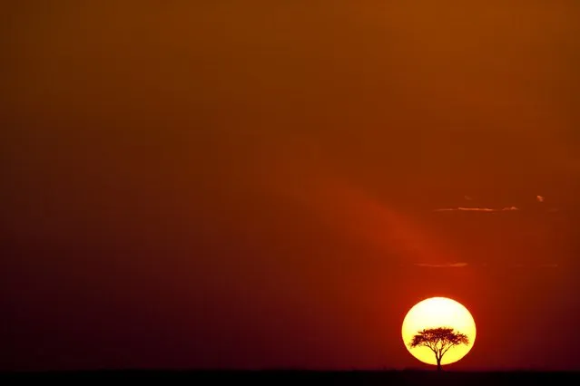 “African Fire”: A tree at sunset. (Photo by Paul Goldstein/Rex Features)