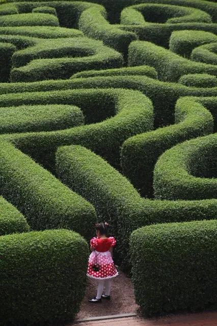 “Just stepping into life”. There is a maze made of hedge in front of the Hong Kong Disneyland Hotel. This 6 years old girl, who came there for a birthday party looked like a fairy tale Alice in Wonderland wondering whether to enter the unknown... Photo location: Disneyland Hotel, Hong Kong. (Photo and caption by Marcin Klocek/National Geographic Photo Contest)