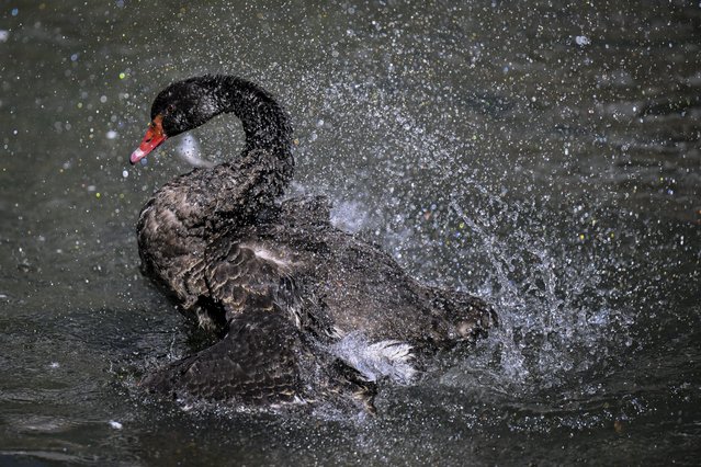 A black swan cools off at the fountain in Kugulu Park (Swan Park) on a hot summer day in Turkish capital Ankara on August 21, 2024. (Photo by Mustafa Hatipoglu/Anadolu via Getty Images)