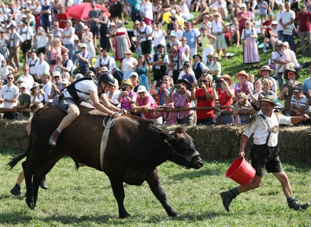 A participant competes in the traditional ox race in Muensing, southern Germany on September 1, 2024. (Photo by Alexandra Beier/AFP Photo)