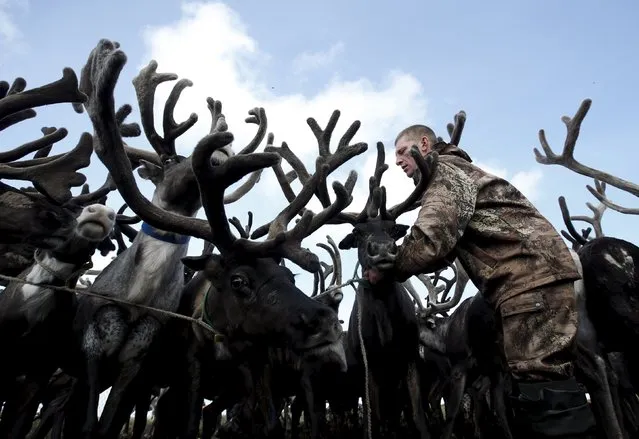 A herder is seen amidst antlers while working with reindeer at a camping ground, some 200 km (124 miles) northeast of Naryan-Mar, the administrative centre of Nenets Autonomous Area, far northern Russia, August 2, 2015. (Photo by Sergei Karpukhin/Reuters)