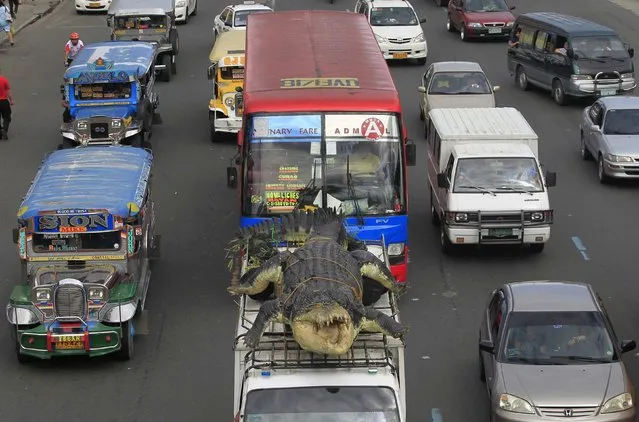 A 21-foot crocodile robot “Longlong” is strapped on top of a van, as it is transported through the main road to Crocodile Park in Pasay city, metro Manila July 5, 2014. The robot, inspired by Lolong, the largest saltwater crocodile to have been in captivity, contains thousands of mechanisms costing around 80,000 pesos ($1,818) and took three months to build by robot experts. (Photo by Romeo Ranoco/Reuters)
