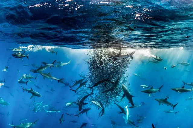 “Roundup at Revillagigedo”. Aquatic Life Finalist. The nutrient and plankton rich waters of the Revillagigedo Archipelago, Mexico, create an unusually healthy ecosystem. Here over 1,000 top predators, including a variety of sharks and yellowfin tuna, gather to eat. (Photo by Ralph Pace/BigPicture Natural World Photography Competition 2017)