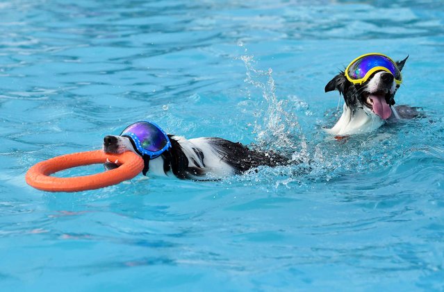 Dogs swim in a makeshift swimming pool in Seoul, South Korea, August 18, 2024. An event for dogs and dog owners to cool off amid the heat wave is held at a swimming pool in Seoul. (Photo by Xinhua News Agency/Rex Features/Shutterstock)