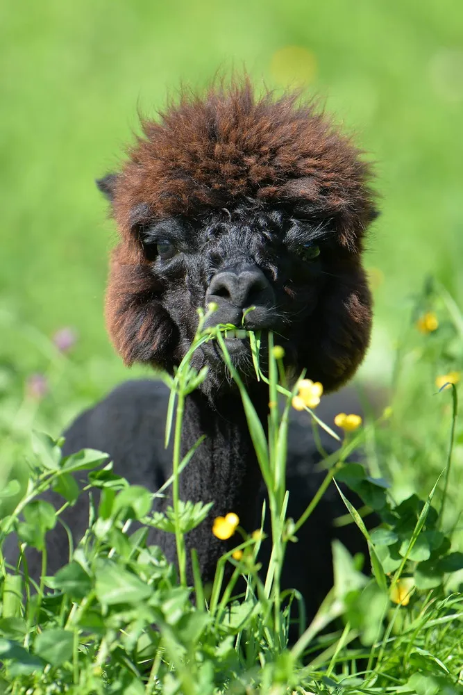 “Alpaca Land”