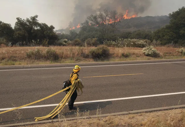 A firefighter pulls out a hose as a wildfire approaches Highway 94near Potrero, Calif., on Monday, June 20, 2016. (Photo by Hayne Palmour IV/San Diego Union-Tribune via AP Photo)