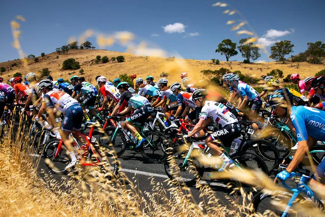 The peloton rides through the South Australian landscape during the first stage of the Santos Tour Down in Tanunda, Australia on January 21, 2020. (Photo by Daniel Kalisz/Getty Images)