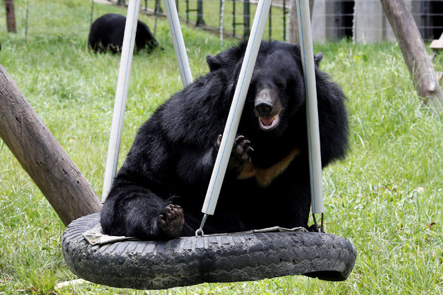 Moon bears are seen at Animals Asia's Vietnam Bears Rescue Centre in Tam Dao, outside Hanoi, Vietnam July 19, 2017. (Photo by Reuters/Kham)